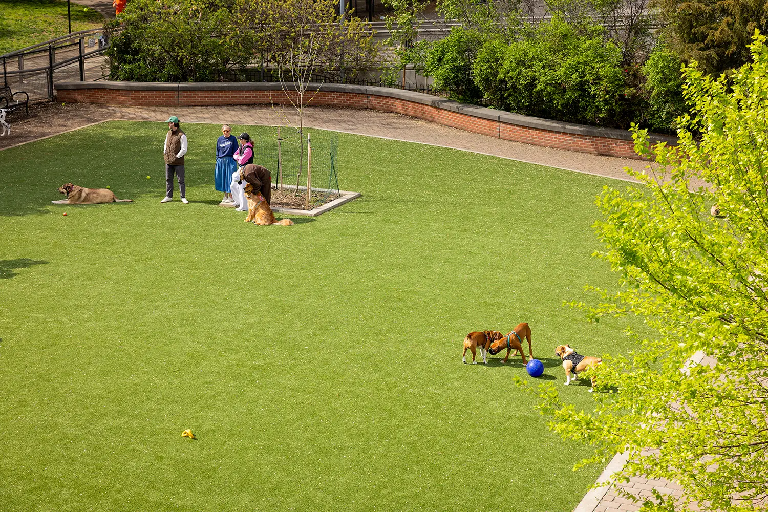 Artificial grass dog run installed by SYNLawn