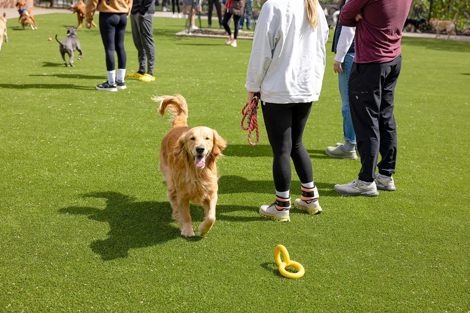 Artificial grass dog run installed by SYNLawn