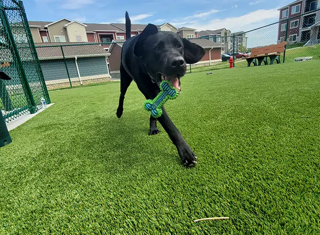 Dog playing on eagle eye pet turf in Omaha, NE
