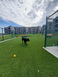 nebraska-artificial-pet-turf-gal-15