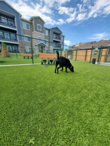nebraska-artificial-pet-turf-gal-20