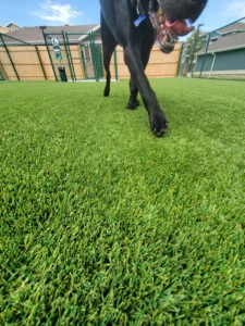 nebraska-artificial-pet-turf-gal-25