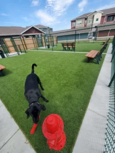 nebraska-artificial-pet-turf-gal-46