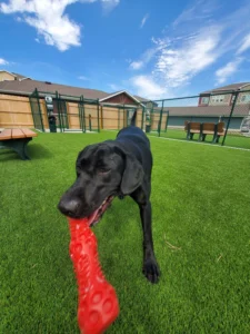 nebraska-artificial-pet-turf-gal-49