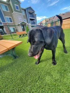 nebraska-artificial-pet-turf-gal-54