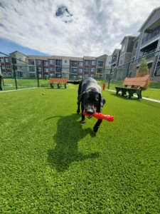 nebraska-artificial-pet-turf-gal-56