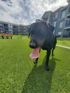 nebraska-artificial-pet-turf-gal-57