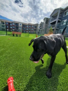 nebraska-artificial-pet-turf-gal-58