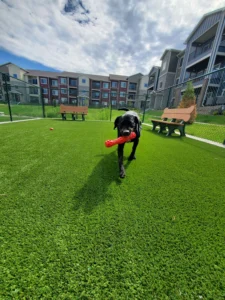 nebraska-artificial-pet-turf-gal-59