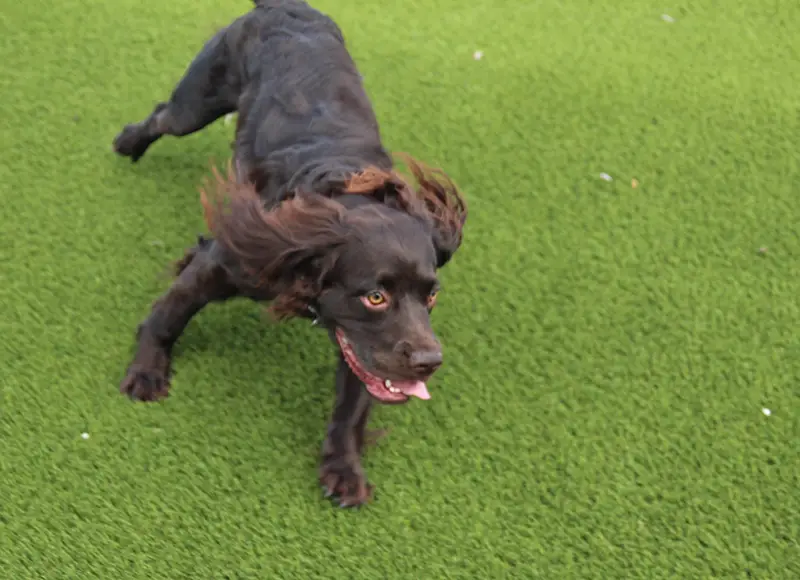 Artificial grass dog run installed by SYNLawn