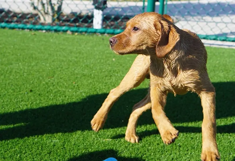 Artificial grass dog run installed by SYNLawn