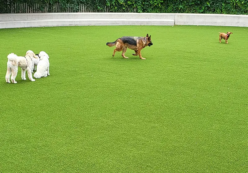 Artificial grass dog run installed by SYNLawn