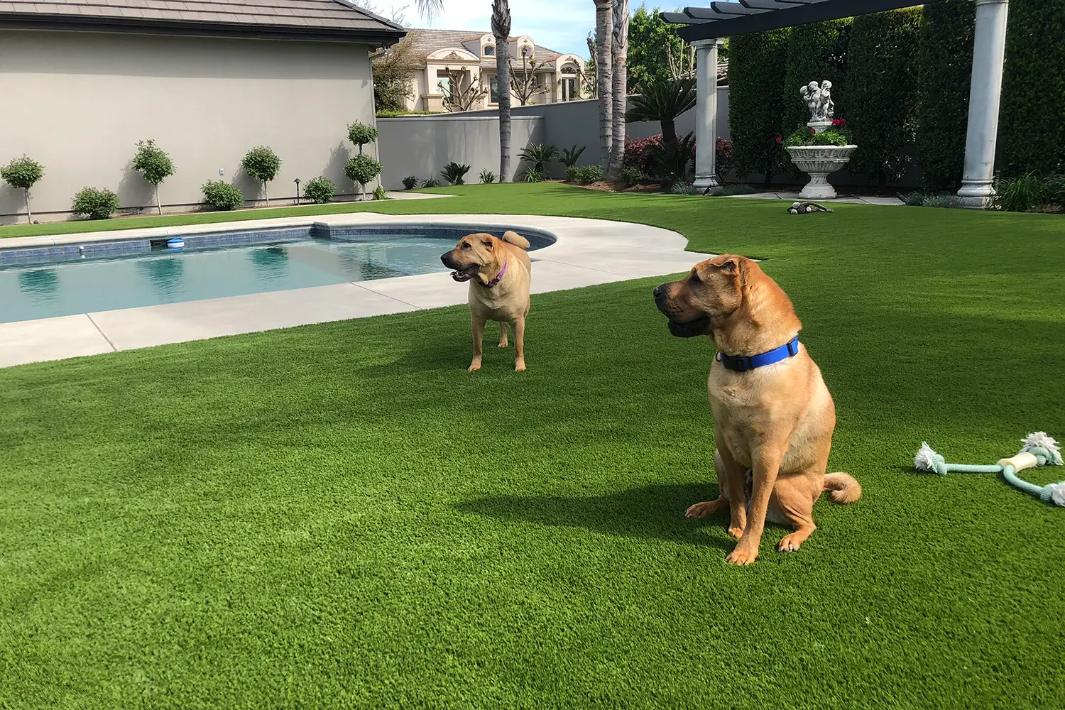 Dogs playing on residential pet turf from Eagle Eye 